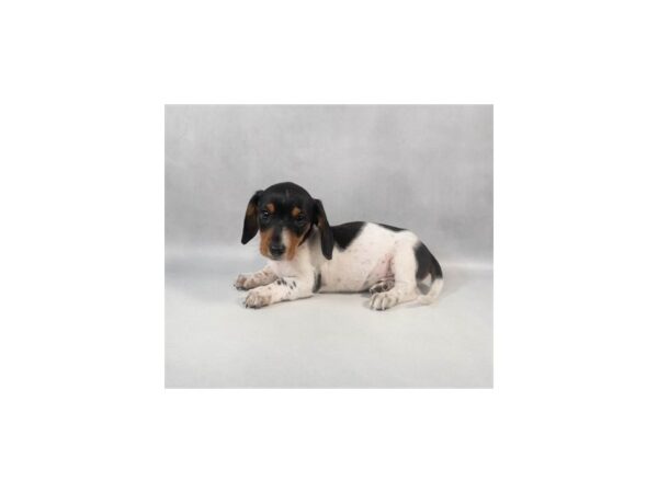 [#29025] Black and Tan Male Dachshund Puppies For Sale