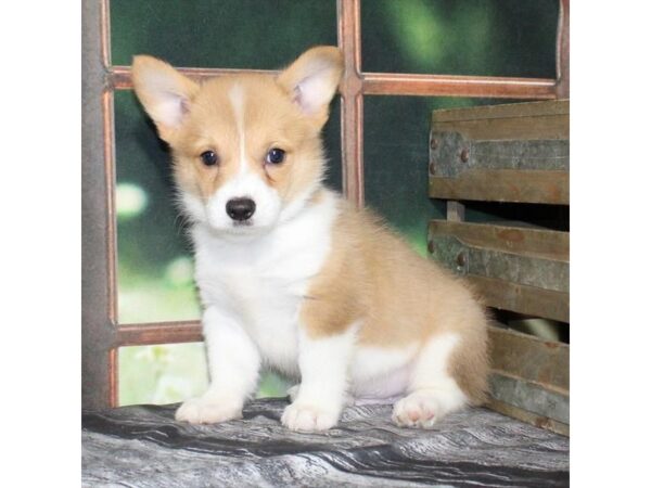 [#29006] Red / White Male Pembroke Welsh Corgi Puppies For Sale