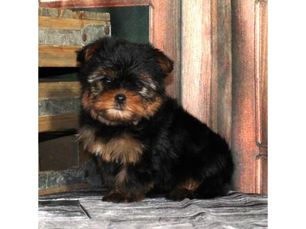 [#29007] Black / Tan Female Yorkshire Terrier Puppies For Sale