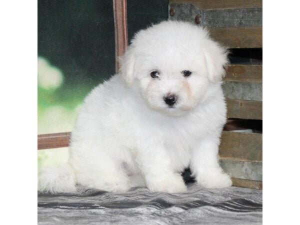 [#29008] White Female Bichon Frise Puppies For Sale