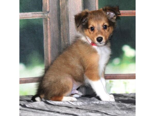 [#29009] Sable / White Male Shetland Sheepdog Puppies For Sale