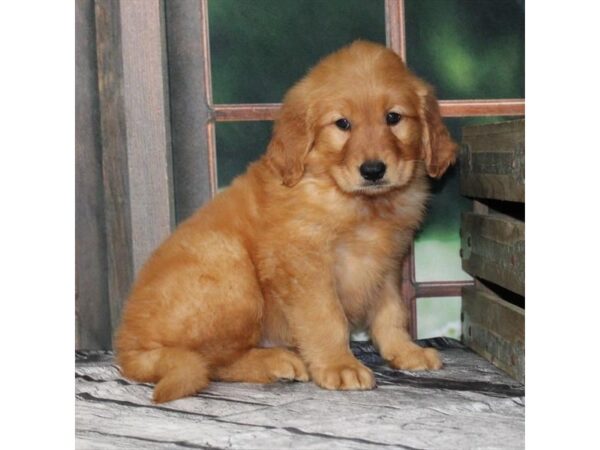 [#29010] Dark Golden Male Golden Retriever Puppies For Sale
