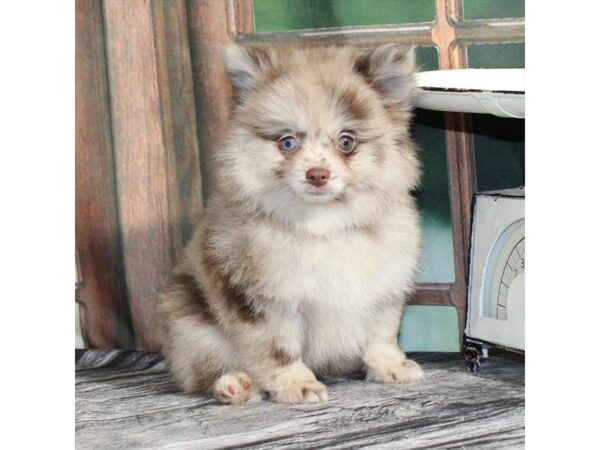 [#29011] Chocolate Merle Female Pomeranian Puppies For Sale