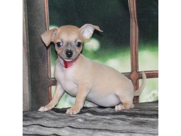 [#29012] Blue Fawn Female Chihuahua Puppies For Sale