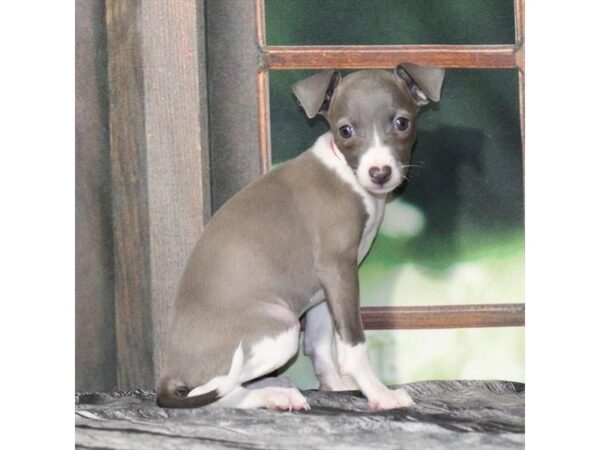 [#29013] Blue Female Italian Greyhound Puppies For Sale