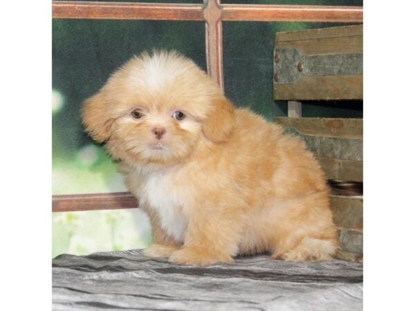 [#29014] Red Male Shih Tzu Puppies For Sale