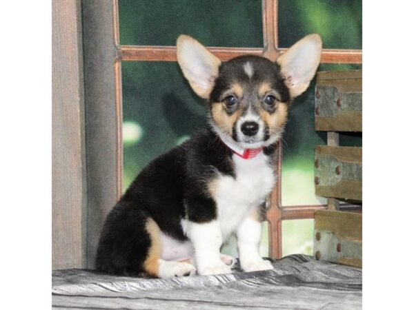 [#29016] Black Tan / White Female Pembroke Welsh Corgi Puppies For Sale