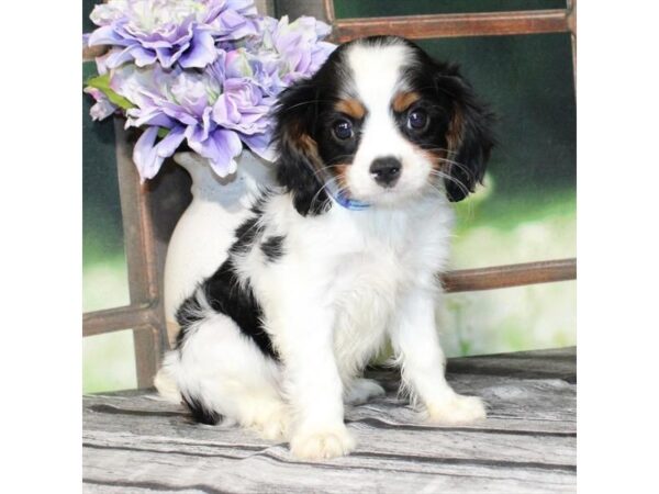 [#29017] White Black / Tan Male Cavalier King Charles Spaniel Puppies For Sale