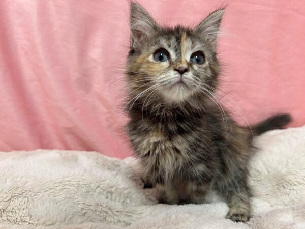 [#28911] Calico Female Ragamuffin Kittens For Sale