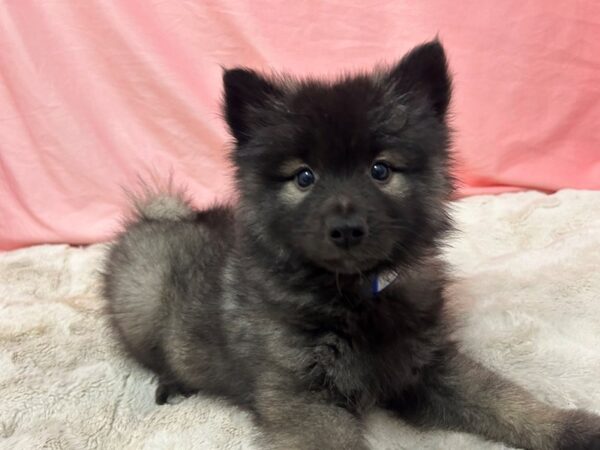 [#28997] Silver / Black Male Keeshond Puppies For Sale