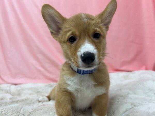 [#28998] Red / White Male Pembroke Welsh Corgi Puppies For Sale