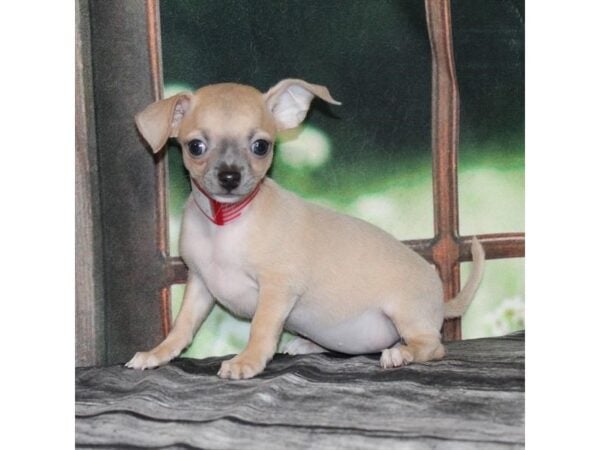 [#29012] Blue Fawn Female Chihuahua Puppies For Sale