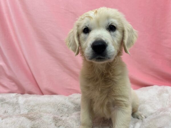 [#29028] Cream Female Golden Retriever Puppies For Sale