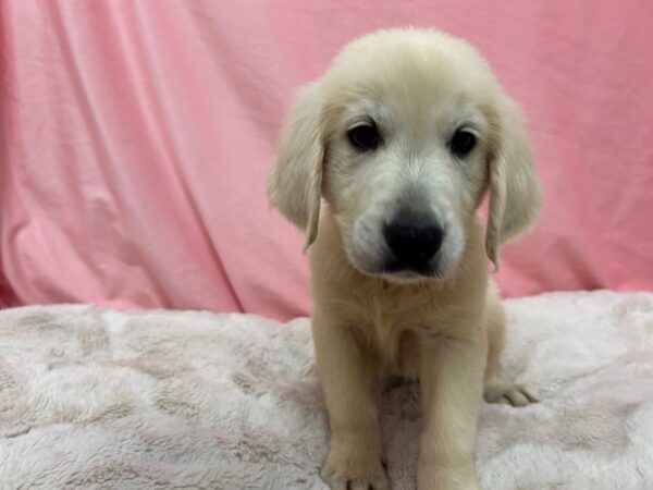 [#29027] Cream Male Golden Retriever Puppies For Sale