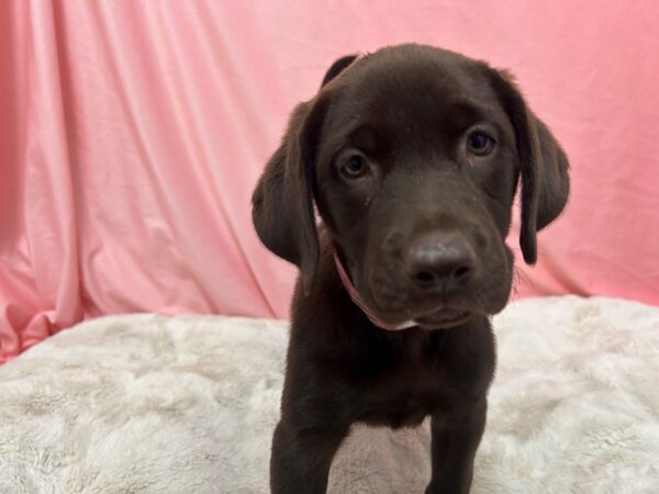 [#29029] Brown Female Labrador Retriever Puppies For Sale