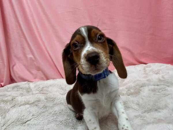 [#29021] Brown White and Tan Male Beagle Puppies For Sale