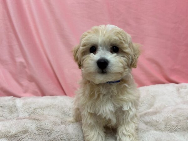 [#29024] Cream Male Havanese Puppies For Sale