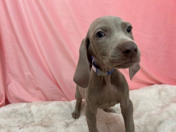 [#29022] Silver Grey Male Weimaraner Puppies For Sale