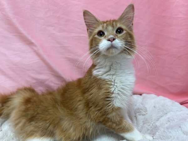 [#29032] Red & Wht Male Maine Coon Kittens For Sale