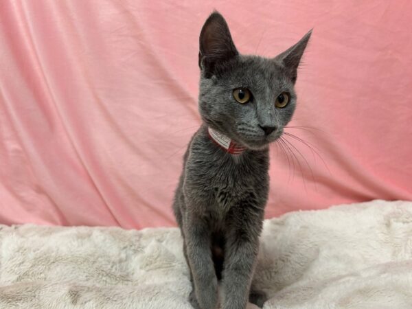 [#29031] Blue Male Russian Blue Kittens For Sale
