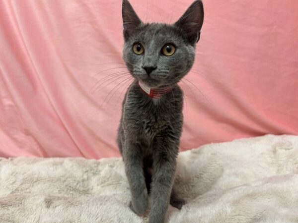 [#29030] Blue Male Russian Blue Kittens For Sale