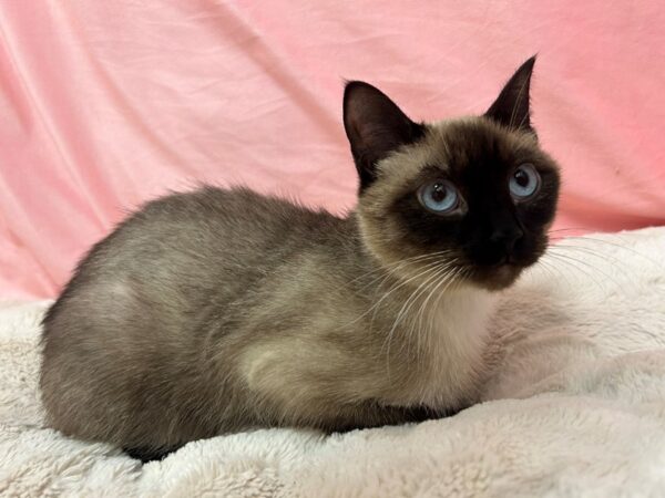 [#28350] Seal Point Female Siamese Kittens For Sale