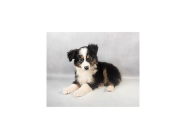[#29033] Black White and Brown Female Miniature Australian Shepherd Puppies For Sale