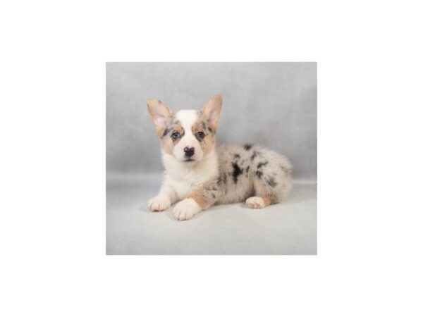 [#29034] Merle Male American Corgi Puppies For Sale