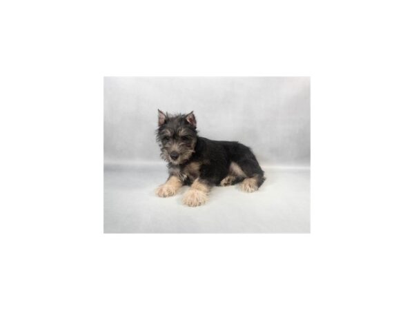 [#29035] Black and Silver Female Miniature Schnauzer Puppies For Sale
