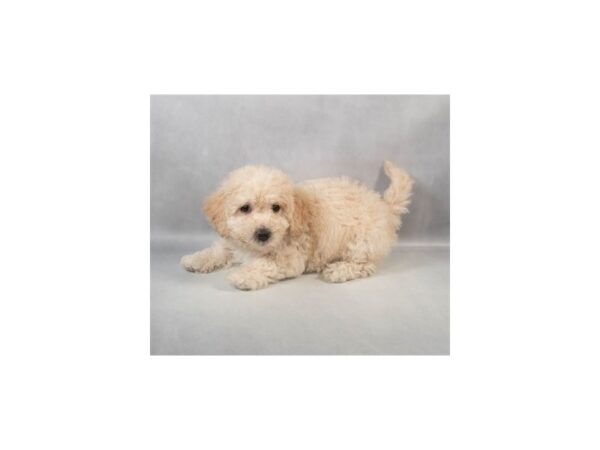 [#29036] Cream Male F1B Mini Goldendoodle Puppies For Sale