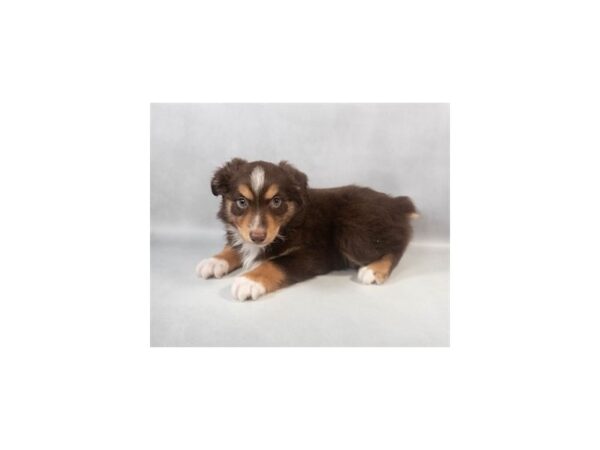 [#29037] Red and White Female Miniature Australian Shepherd Puppies For Sale