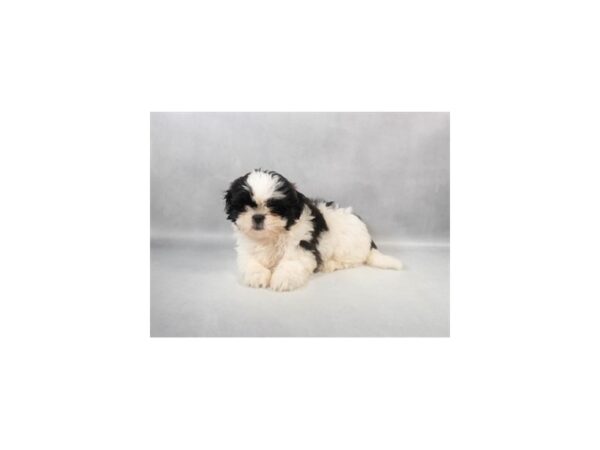 [#29038] Black and White Female Shih Tzu Puppies For Sale