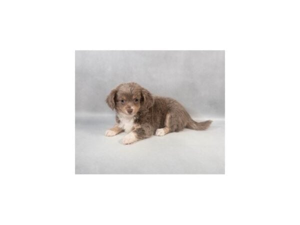 [#29039] Blue and Tan Female Chihuahua Puppies For Sale