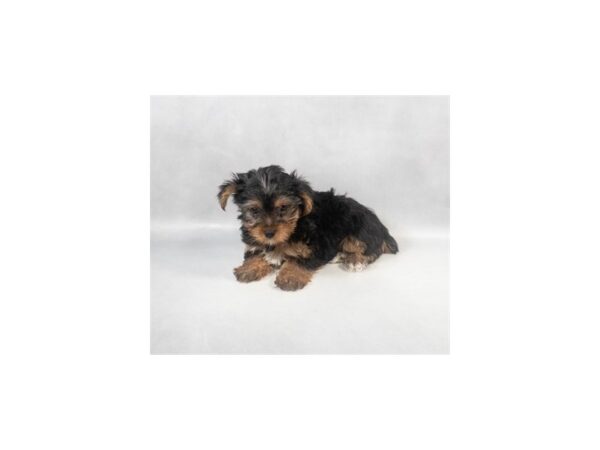 [#29040] Black and Tan Female Yorkshire Terrier Puppies For Sale
