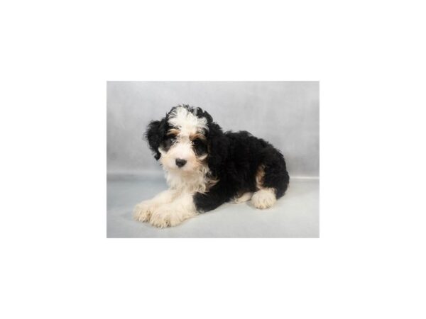 [#29068] Tri Color Female Bernese Mountain Dog/Poodle Puppies For Sale