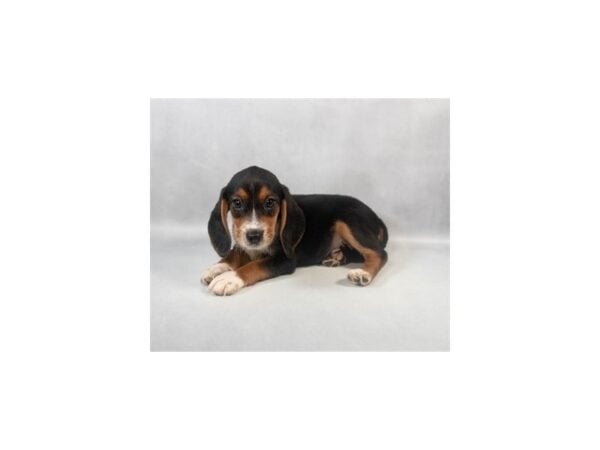 [#29041] Black Tan and White Female Beagle Puppies For Sale