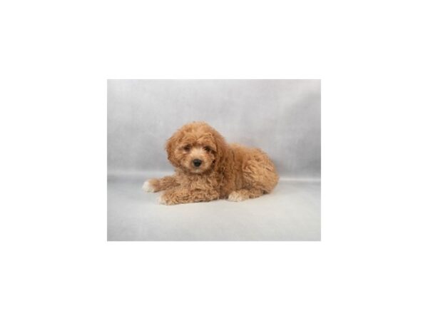 [#29042] Red Female F1B Cavapoo Puppies For Sale