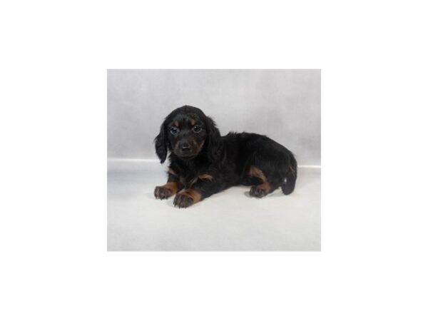 [#29043] Black and Tan Male Dachshund Puppies For Sale