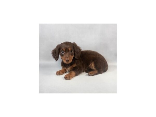 [#29044] Chocolate and Tan Male Dachshund Puppies For Sale