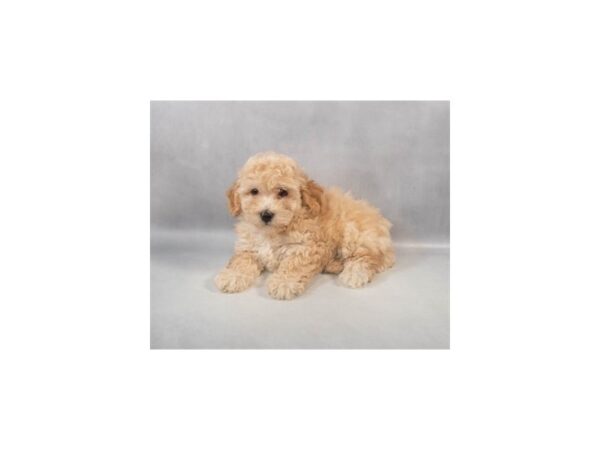[#29045] Cream Female Bichon Frise/Poodle Puppies For Sale