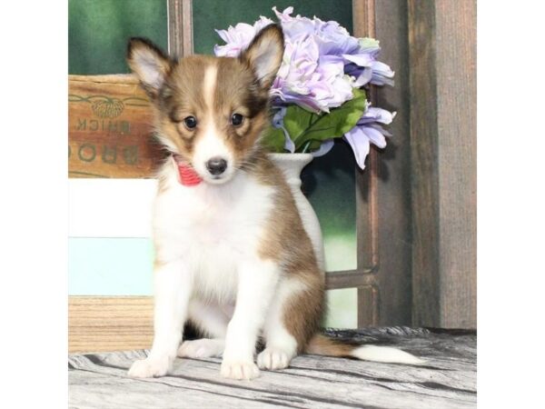 [#29046] Sable / White Female Shetland Sheepdog Puppies For Sale