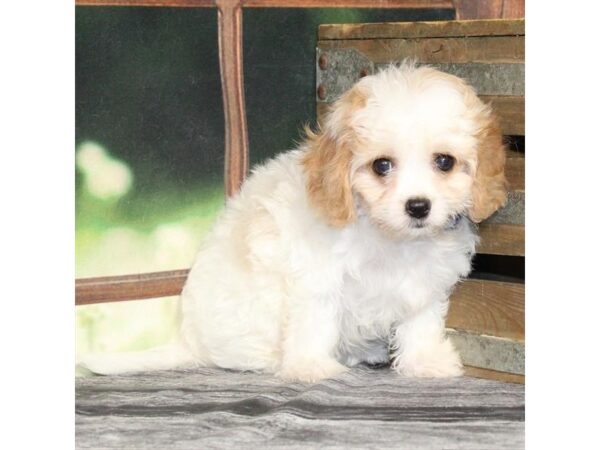 [#29047] Blenheim / White Female Bichon Frise/Cavalier King Charles Spaniel Puppies For Sale