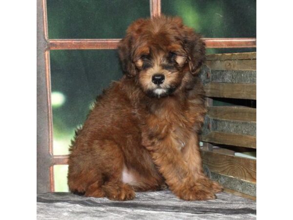[#29048] Wheaten Female Poodle/Soft Coated Wheaten Terrier Puppies For Sale