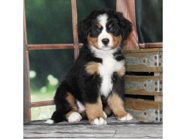 [#29049] Black / Tan Female Bernese Mountain Dog Puppies For Sale