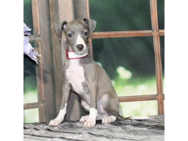 [#29050] Blue Fawn Female Italian Greyhound Puppies For Sale