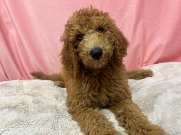 [#29054] Male F1B Goldendoodle Puppies For Sale