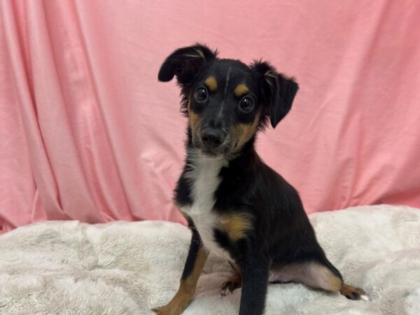 [#29051] Tri-Color Male Miniature Australian Shepherd Puppies For Sale