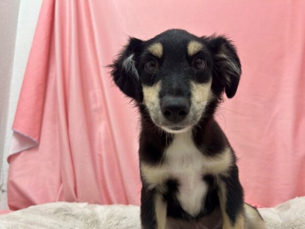 [#29052] Tri-Color Female Miniature Australian Shepherd Puppies For Sale