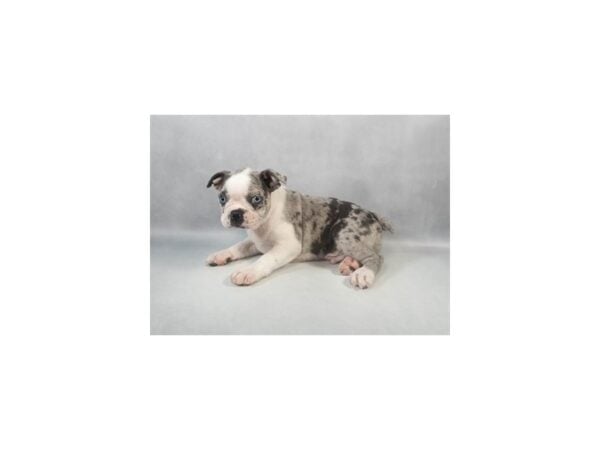 [#29058] Blue Merle and White Male Boston Terrier Puppies For Sale