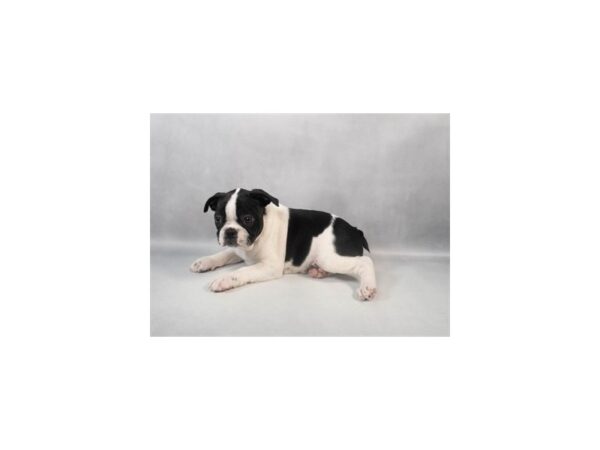 [#29059] Black and White Female Boston Terrier Puppies For Sale